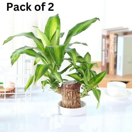 Imported Brazilian Lucky Wood (Pack of 2) — product image